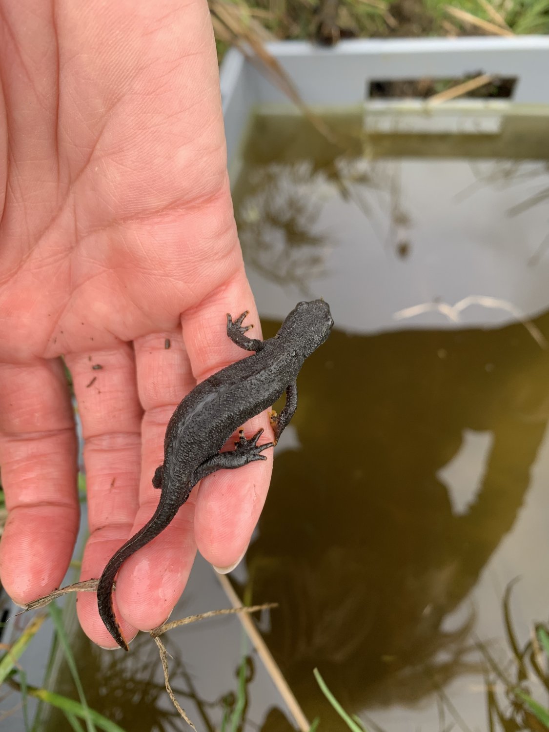 Wannen und Wasserschalen bieten Wildtieren in den Sommermonaten Zugang zu lebenswichtigem sauberem Wasser, so auch diesem Molch.