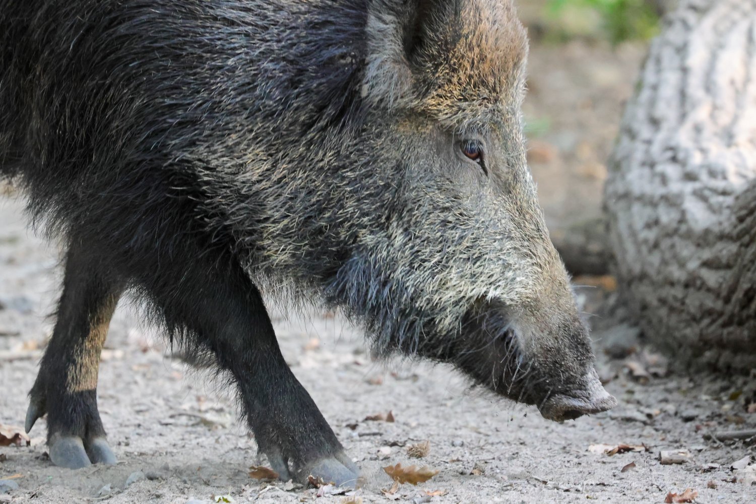Die Fotos zeigen Windschweine aus dem Wildpark im September 2023.
