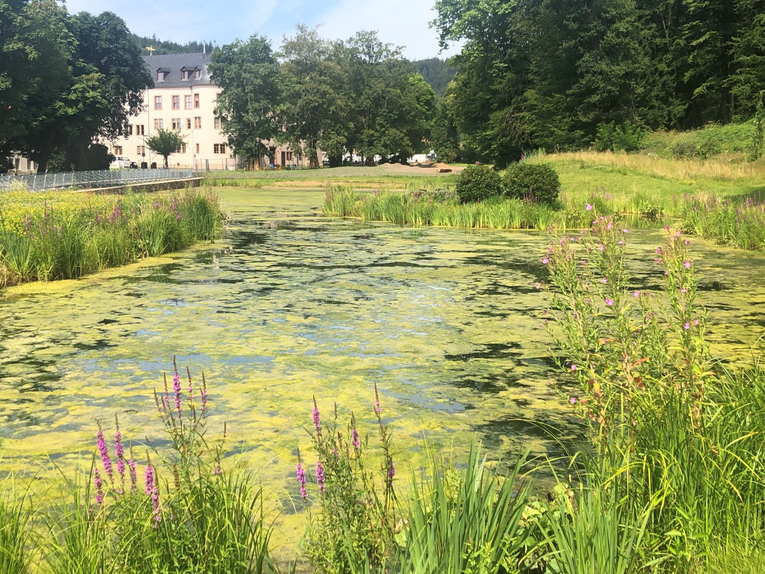 Mittlerweile haben sich in beiden Weihern am Schloss Wächtersbach Fadenalgen gebildet.