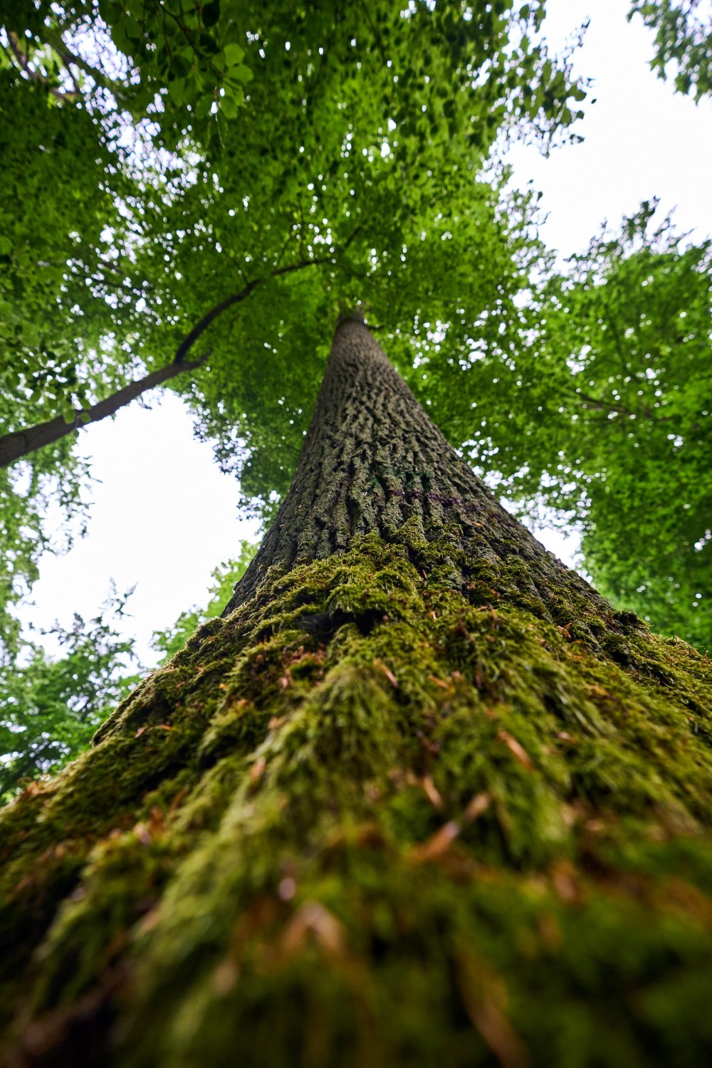Die Bad Orb Kur GmbH und die Alea Park gGmbH beabsichtigen, unter Beteiligung der im Wald engagierten Gruppen, einen Heil- und Kurwald zu errichten.