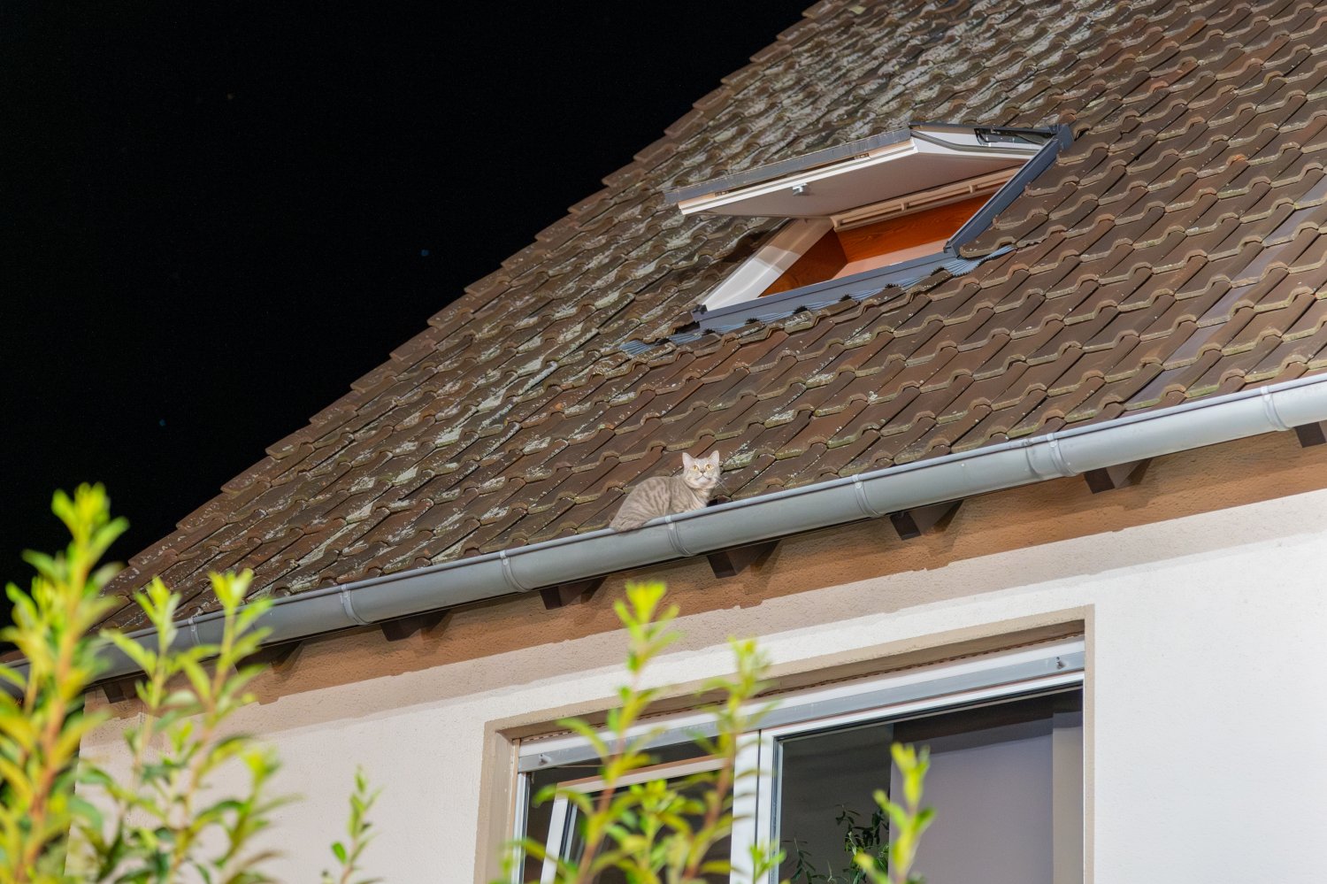Tierischer Einsatz für die Feuerwehr Langenselbold am späten Montagabend ...