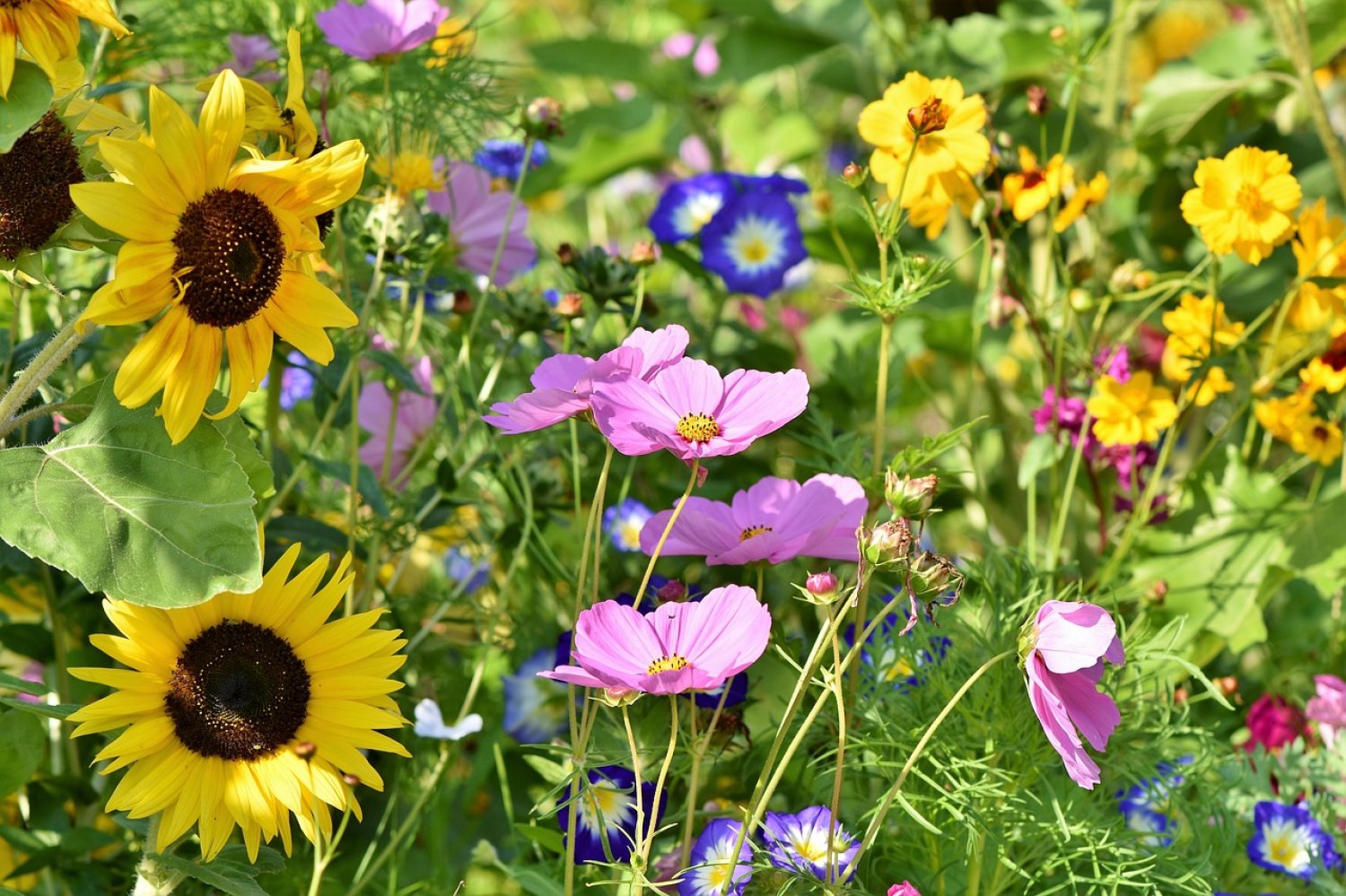 Ein wohlduftendes Wildblumenbeet mit heimischen Pflanzen bereichert jeden Garten.