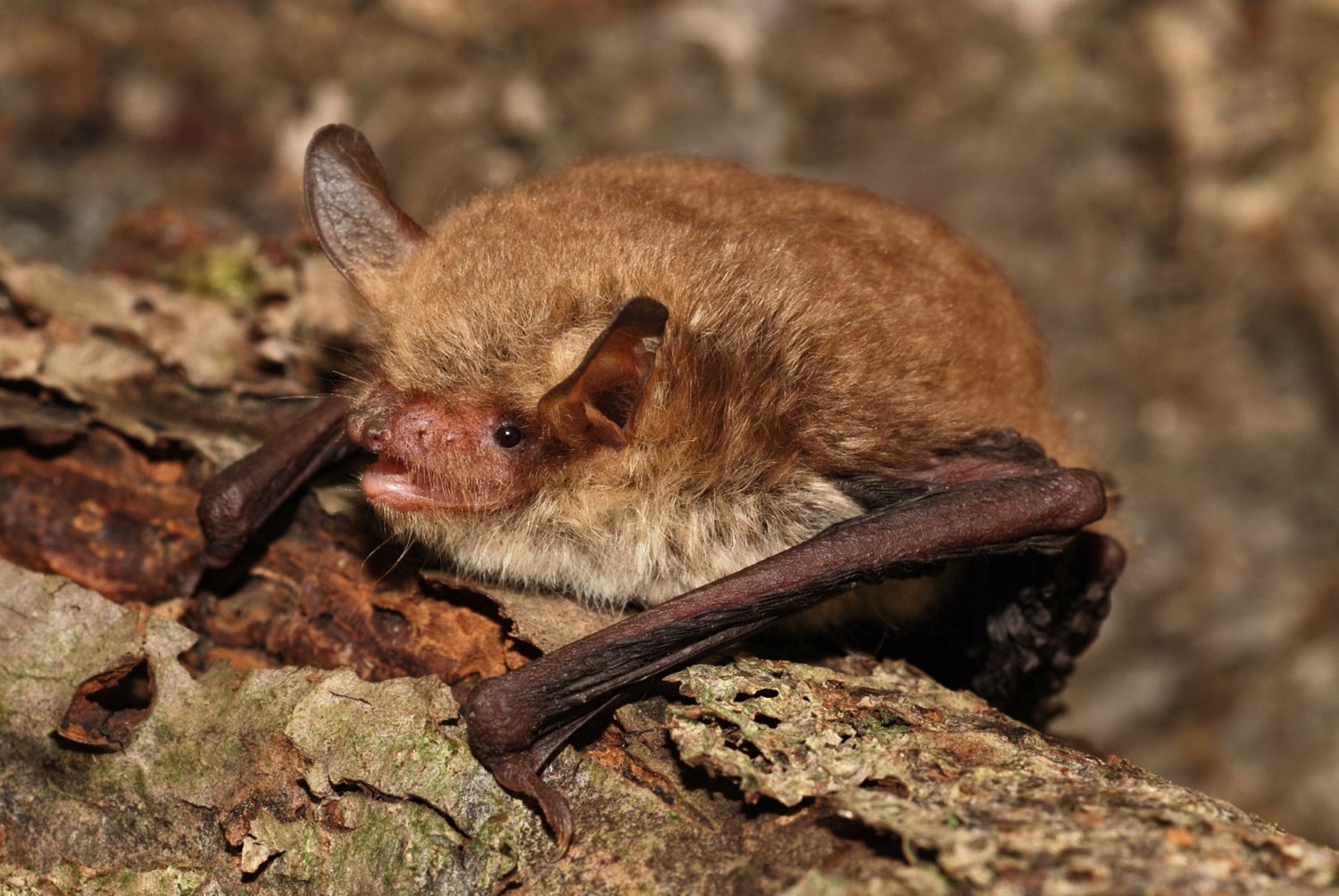 Zur Internationalen Batnight am 24. und 25. August 2024 kann man die Tiere bei vielen regionalen NABU-Veranstaltungen erleben und ihre faszinierenden Flugkünste in der Dämmerung beobachten.