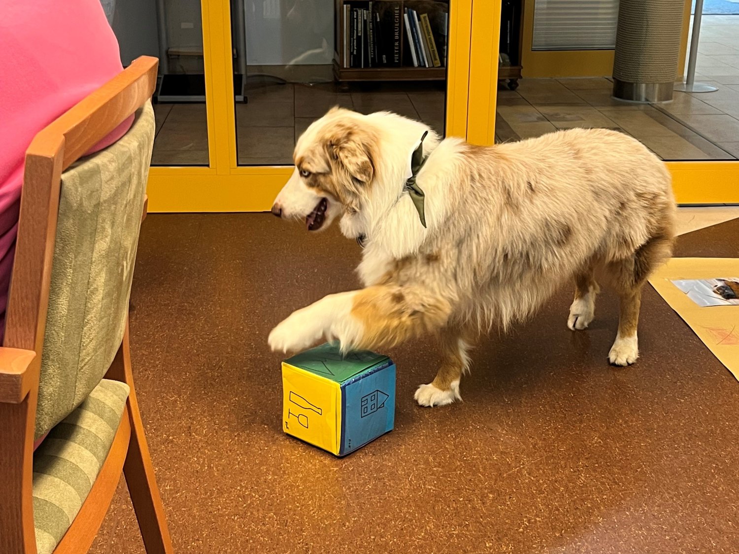 Im Stadtteilzentrum an der Kinzig: Die Therapiehunde Milo und Cody fördern das Wohlbefinden der Bewohnerinnen und Bewohner.