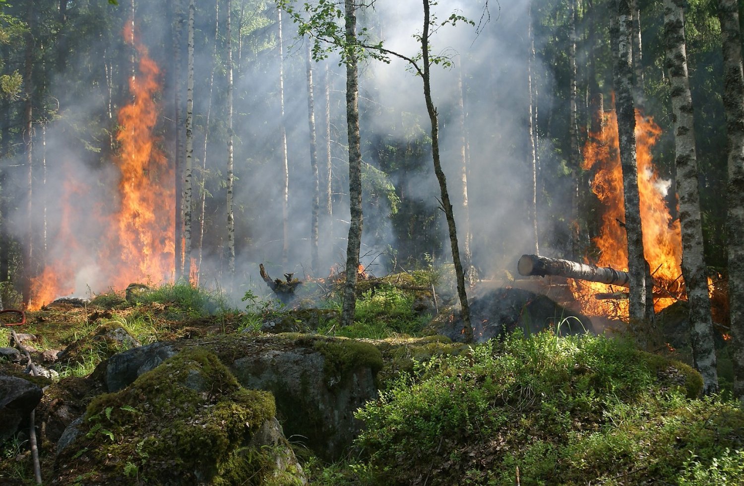 Nach aktuellen Daten des Deutschen Wetterdienstes besteht in Hessen verbreitet mittlere Waldbrandgefahr, insbesondere in Südhessen lokal und vorübergehend sogar hohe Waldbrandgefahr.