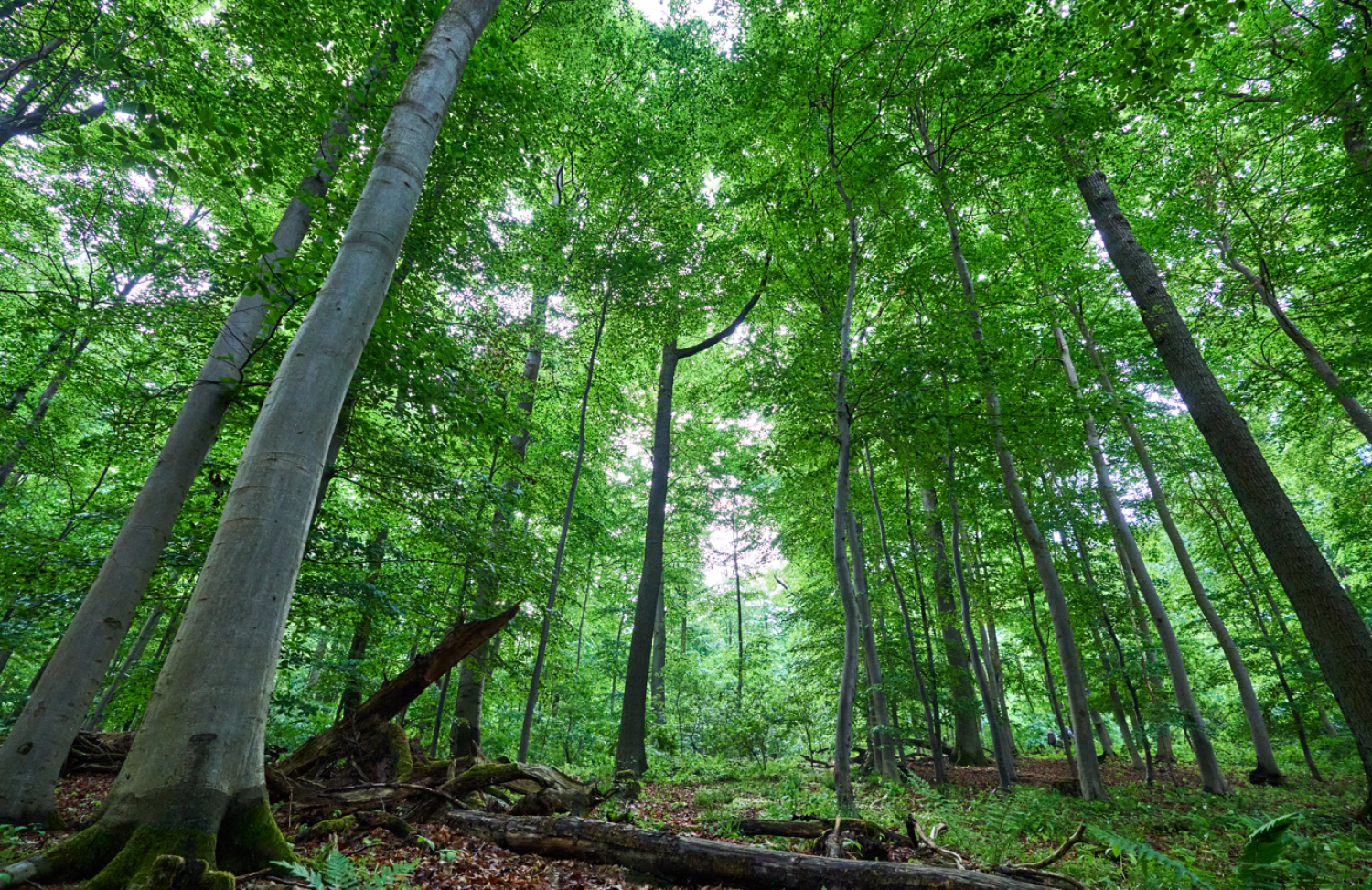 Thementag Wald in Bad Orber Konzerthalle am 08. November