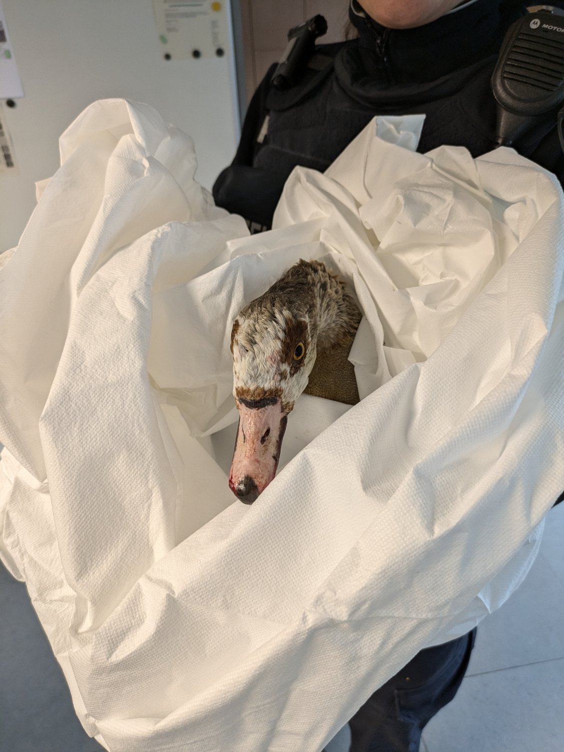 Tierrettung auf der Autobahn: Nilgans auf dem Standstreifen