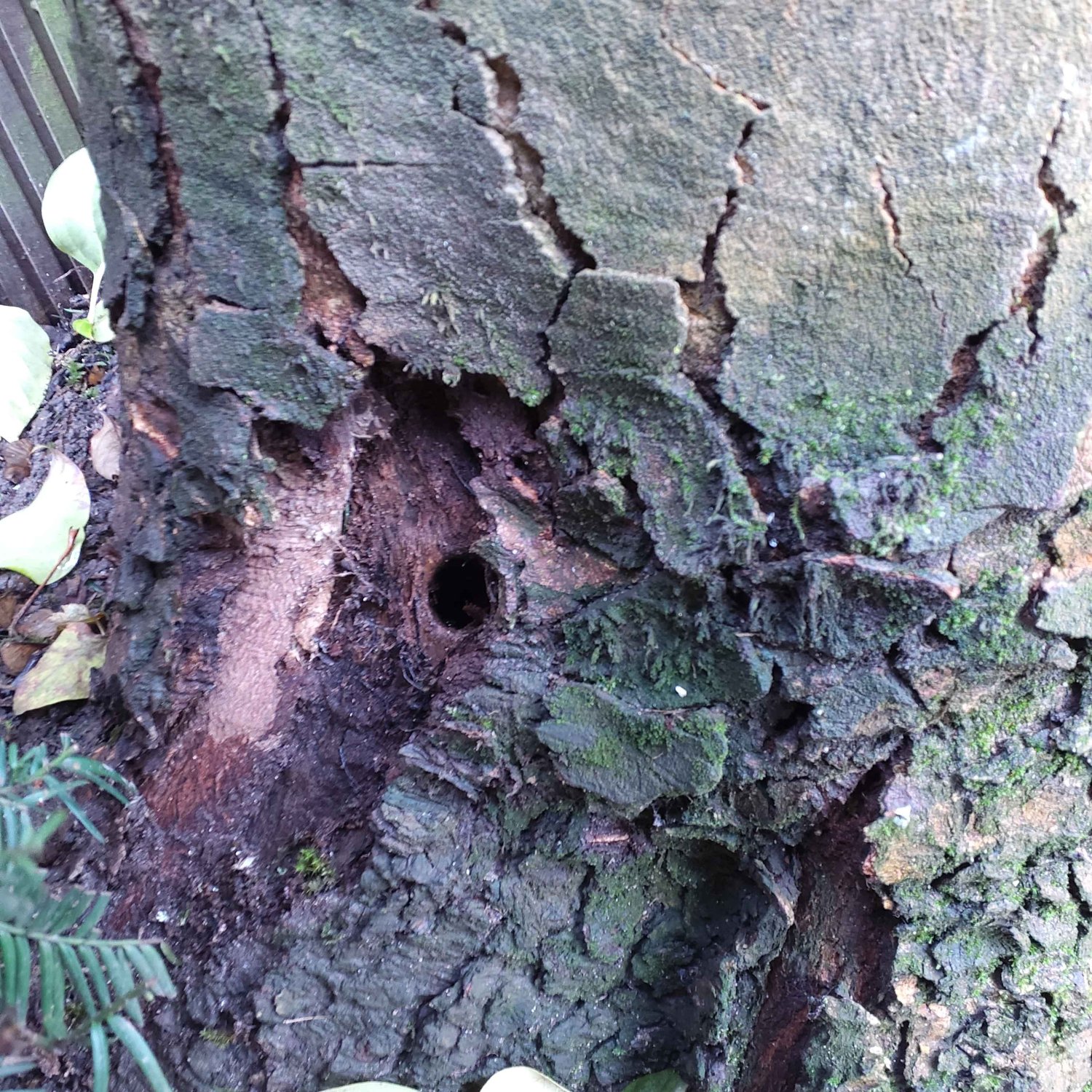 Schwer beschädigt wurde ein Bergahorn in der Straße Am Kochberg in Hochstadt, indem tiefe Löcher in den Wurzelbereich gebohrt und eine Flüssigkeit injiziert wurden.