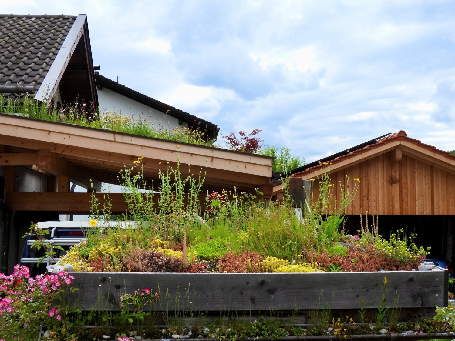 Die ganze Pracht eines Biodiversitätsdachs ist auf diesem Carport zu sehen.