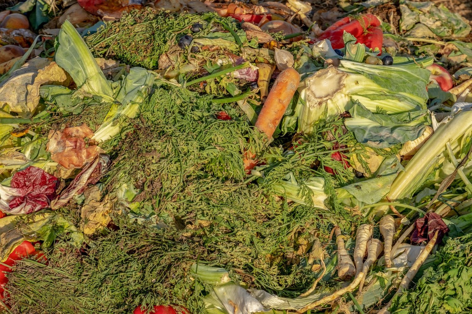 Der Eigenbetrieb Abfallwirtschaft hat die Bioabfallkompostierung im Main-Kinzig-Kreis neu ausgerichtet. Seit Januar dieses Jahres ist für die Kompostierung der Zweckverband Bioabfallentsorgung Maintal–Bad Vilbel zuständig.