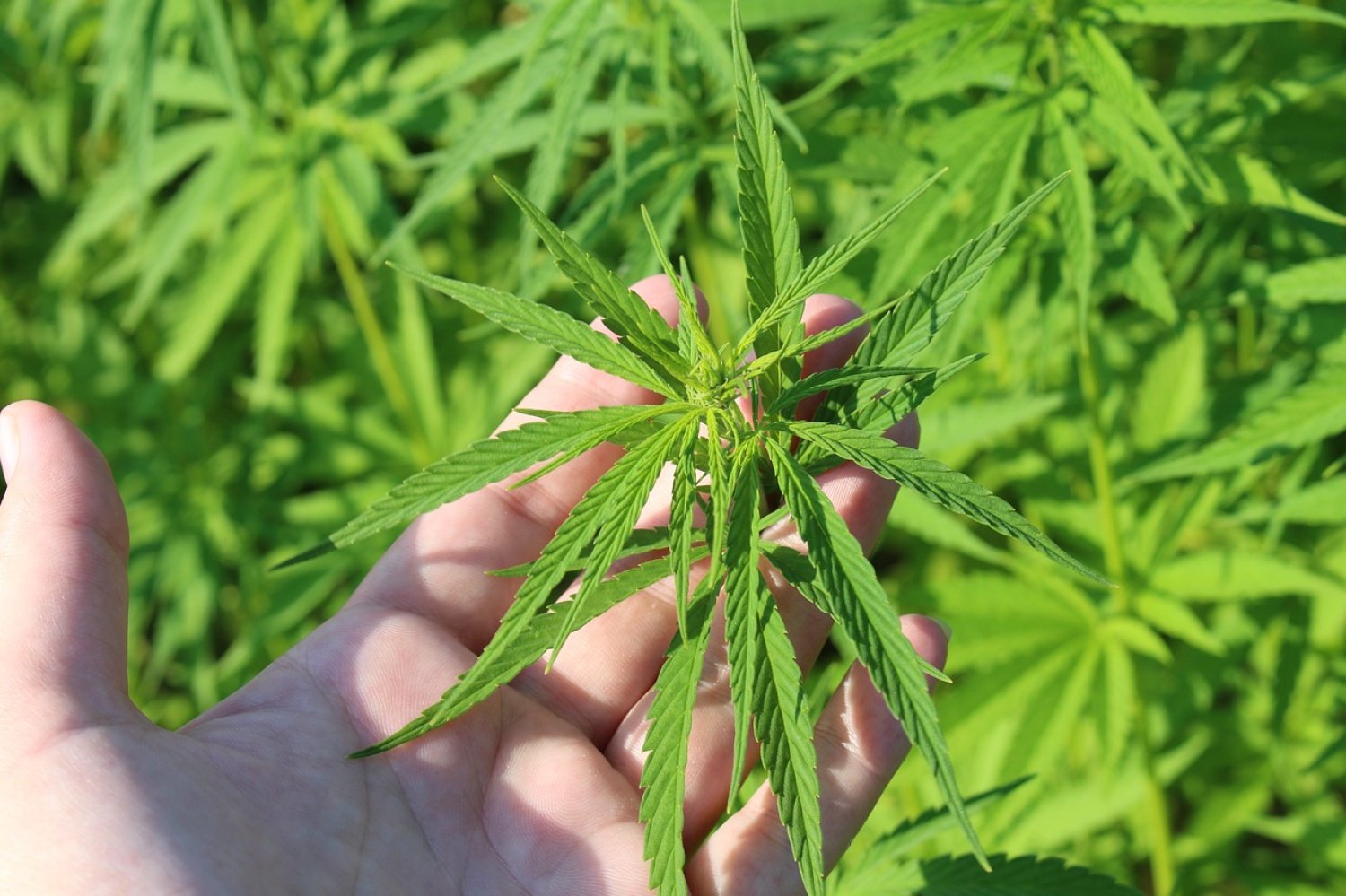 Im Zuge von Ermittlungen haben Beamte der Polizeistation Schlüchtern am Freitag im Steinauer Stadtteil Marjoß eine Cannabisplantage entdeckt und Ermittlungen gegen einen Tatverdächtigen eingeleitet.