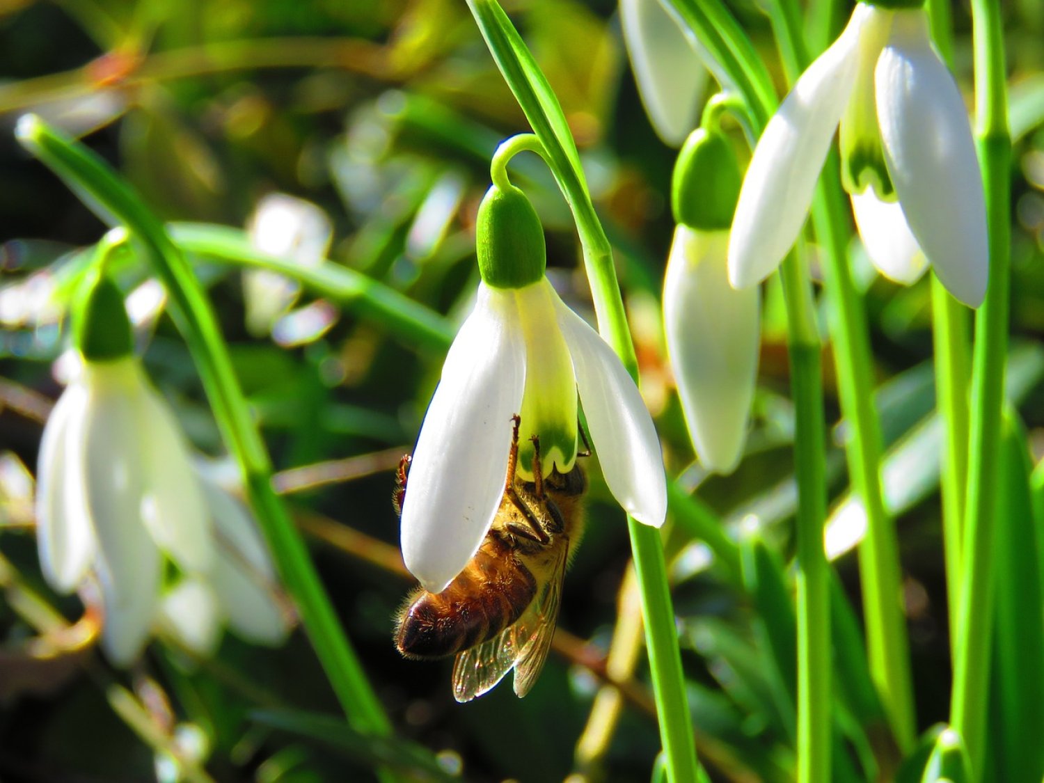 Wer die sympathischen Pelzträgerinnen unterstützen möchte, sollte für reichlich Frühblüher im Garten sorgen.