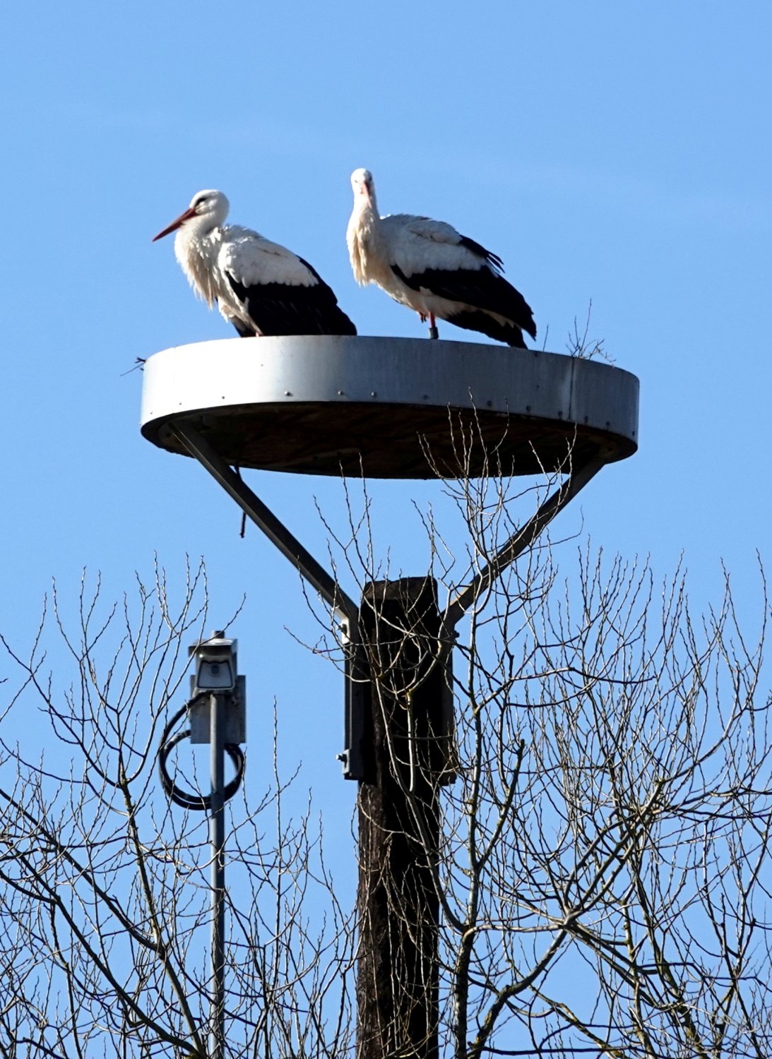 Die Weißstörche auf ihrem Kunsthorst in der Langenselbolder Kläranlage sind schon seit einigen Wochen aus dem Süden zurückgekehrt, mittlerweile brüten sie schon.