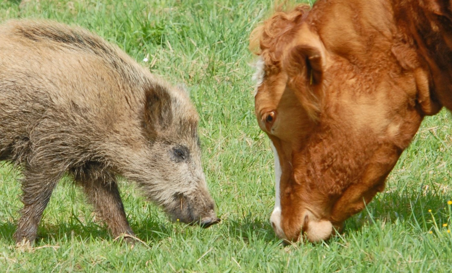 Ein Wildschwein der besonderen Art überrascht und verzückt Wanderer und Mountainbiker, die auf Degenfelder Flurwegen unterwegs sind.