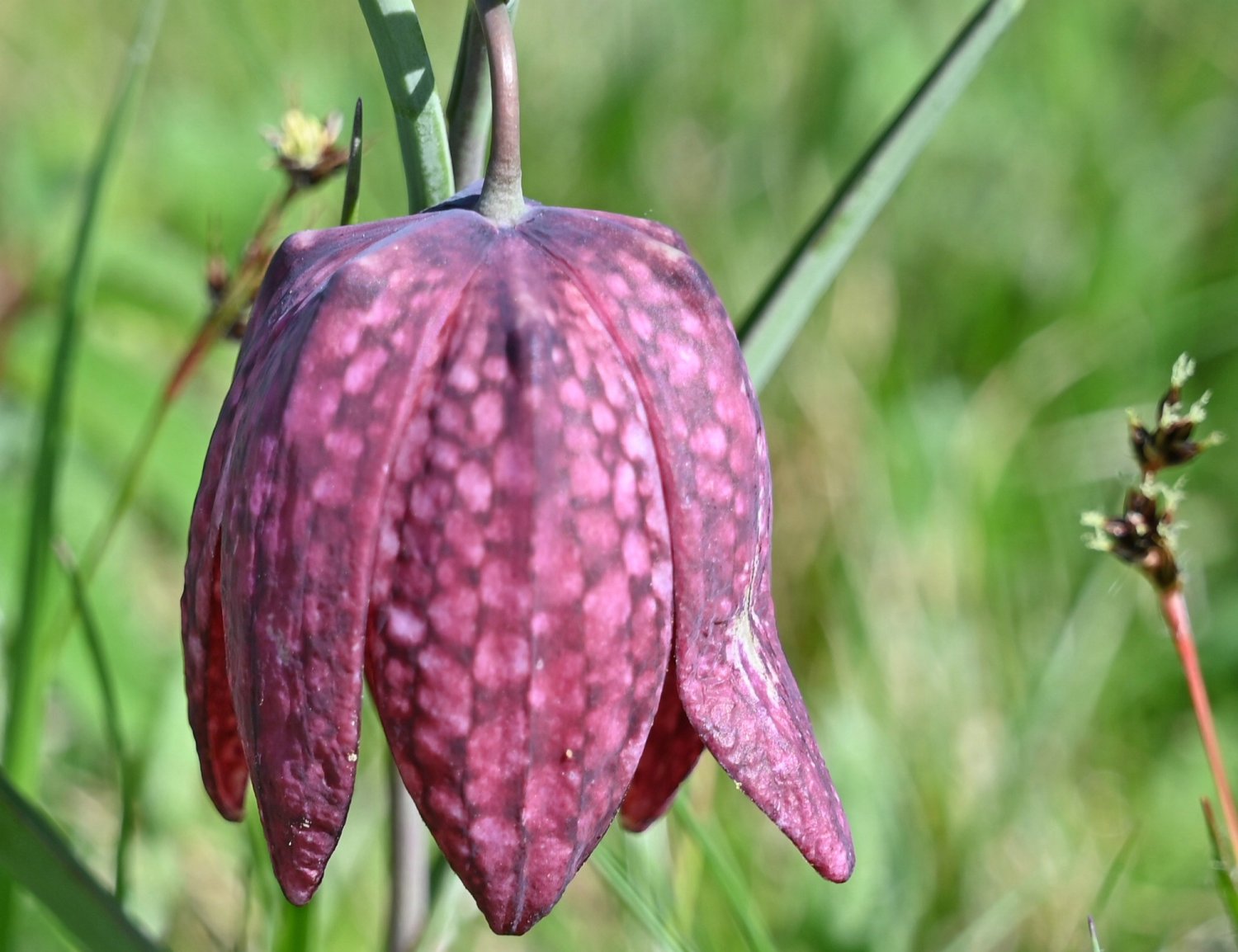 Die „Fritillaria meleagris“, so lautet der botanische Name der Pflanze, wollte man sehen.