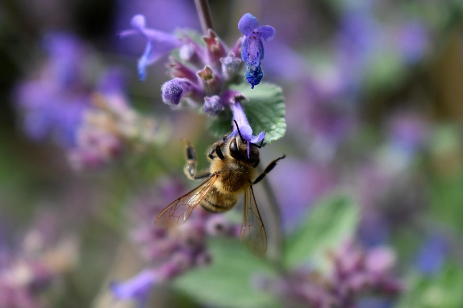 Der Weltbienentag findet am 20. Mai statt.