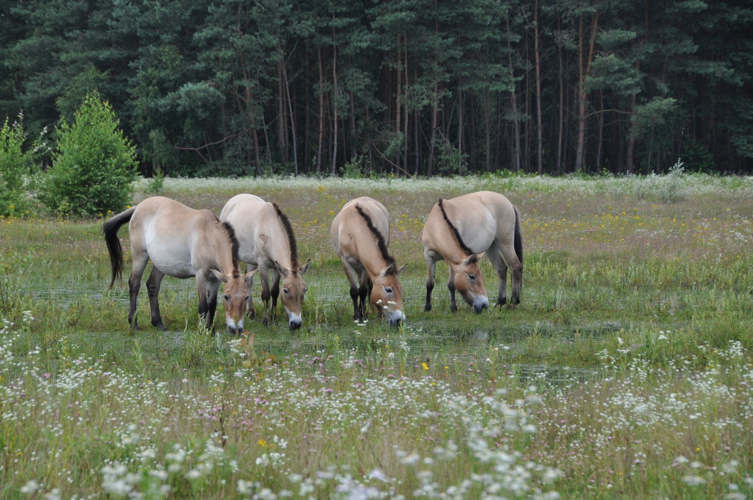 Die Przewalski-Wildpferde stehen sowohl bei einer Führung als auch bei einem Foto-Workshop im Mitteilpunkt. Beide Veranstaltungen sind Teil des Juni-Programms des Umweltzentrums Hanau.