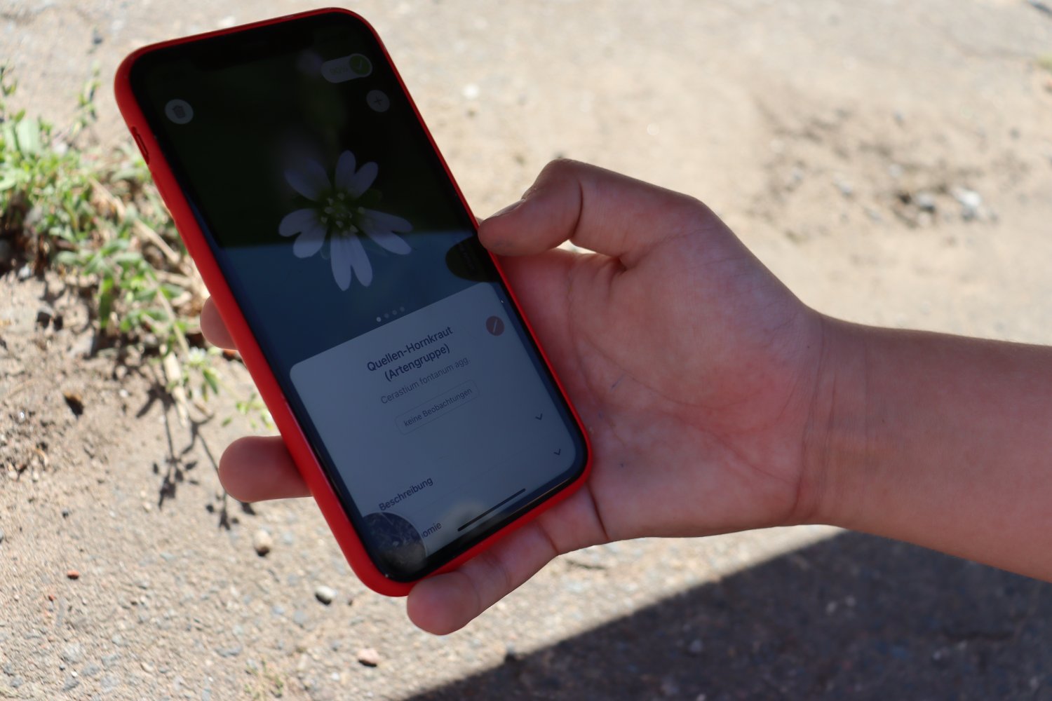 Die Aktion #Krautschau rückt die Bedeutung auch von wildwachsenden Pflanzen für das Ökosystem in den Fokus. Mittels einer App lassen sich die teils exotischen Namen des "Fugengrüns" ermitteln.