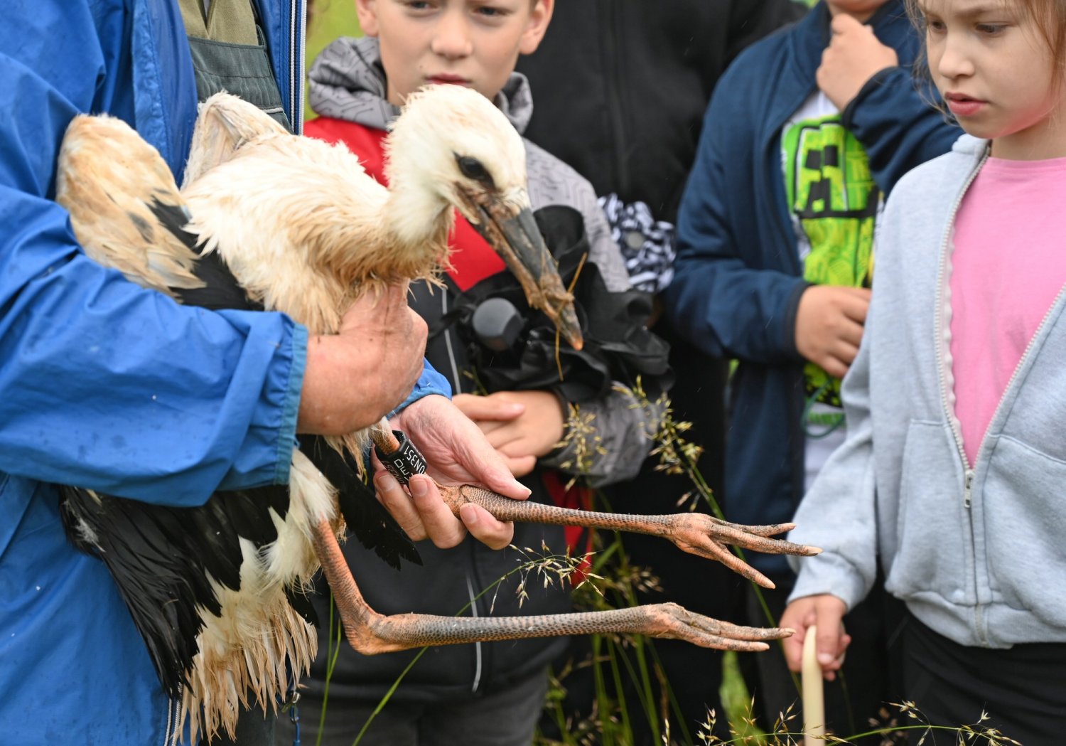 Nur einen Jungstorch konnte die Gruppe Vogelschutz Sannerz dieses Jahr beringen lassen.