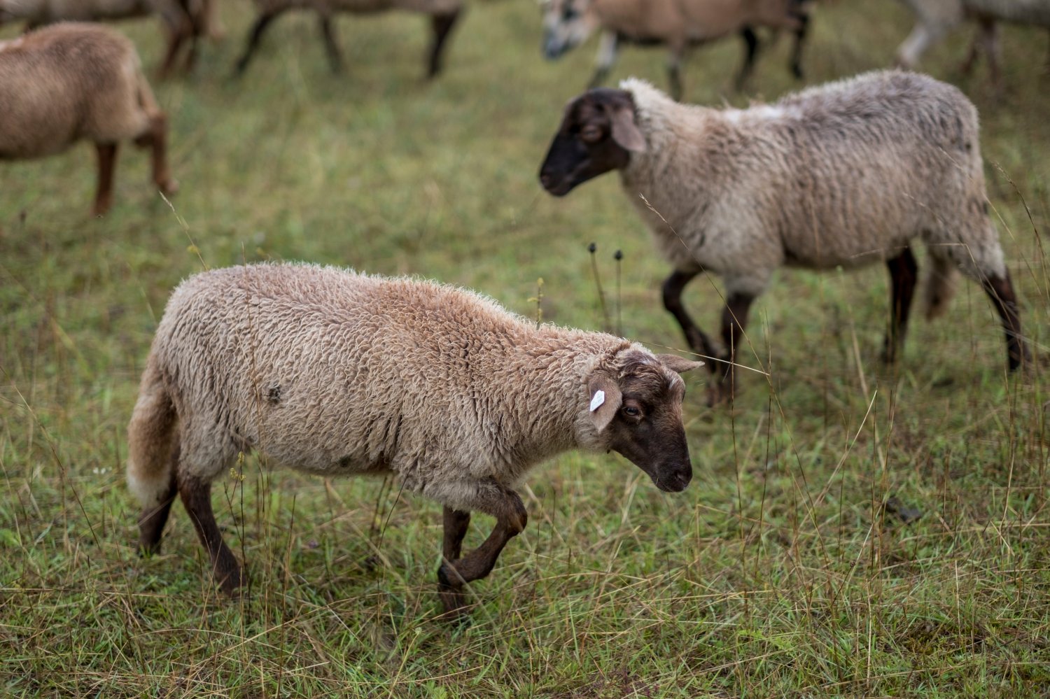 Das Amt für Veterinärwesen und Verbraucherschutz hat bei Kontrollen im Kreisgebiet einen Schlachtprozess unmittelbar gestoppt und unter anderem 35 lebende Schafe und Ziegen sichergestellt.