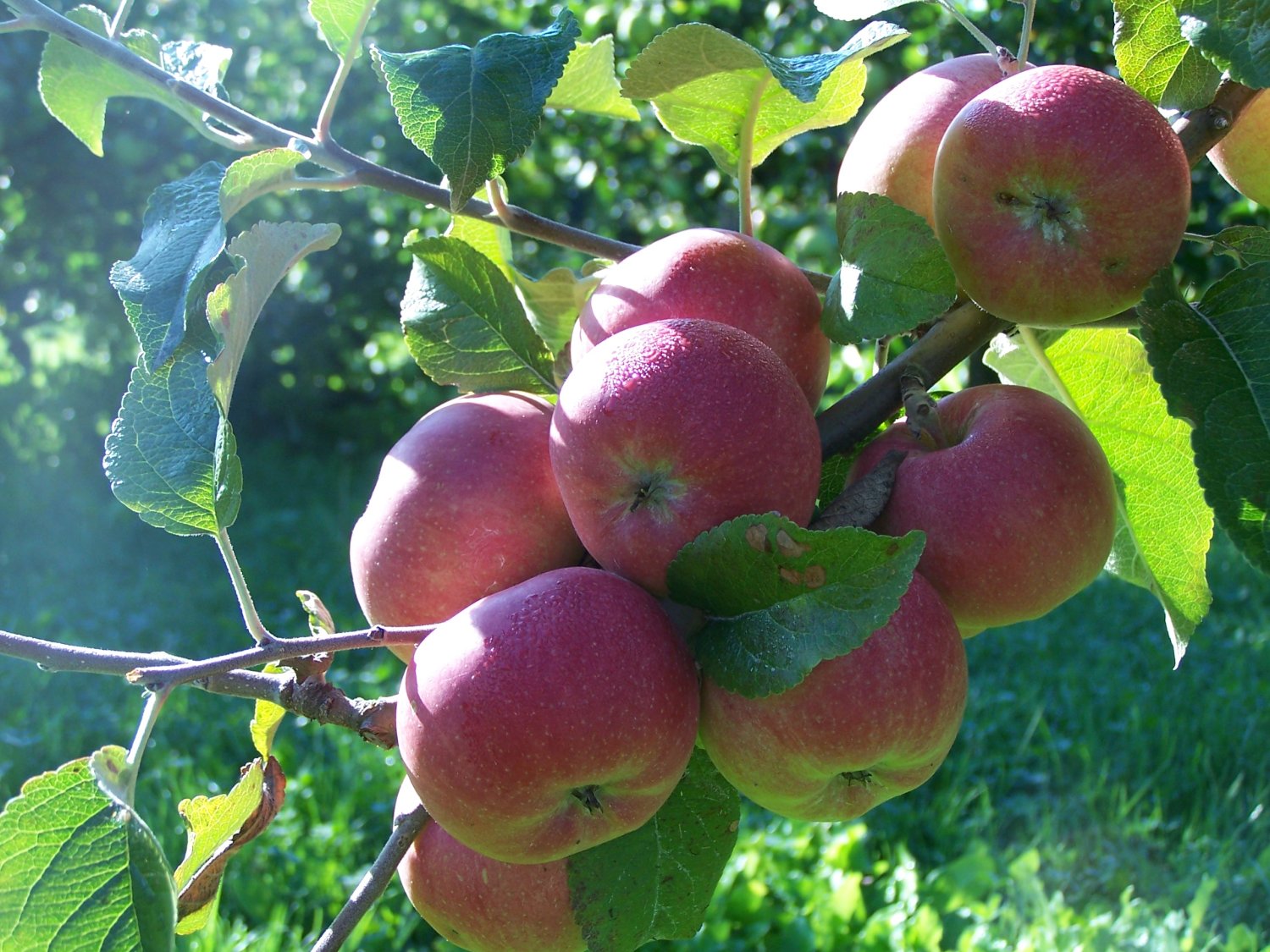   Der Landschaftspflegeverband Main-Kinzig-Kreis e.V. (LPV) führt auch in diesem Jahr wieder eine Bestellaktion für hochstämmige Obstbäume und Wildobst durch.