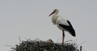 Storche Werden Wieder Heimisch Tolle Bilderserie Von Anton Hofmann