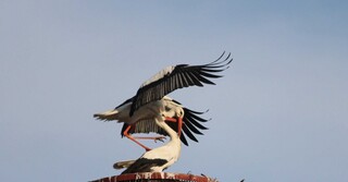 Storche Werden Wieder Heimisch Tolle Bilderserie Von Anton Hofmann