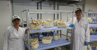 Der Pilzanbau bietet interessante Arbeitsmöglichkeiten für Menschen mit und ohne Handicaps.