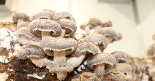 Shiitake wachsen auf einem Substratblock. Die asiatischen Pilze verfügen über zahlreiche wertvolle Inhaltsstoffe.