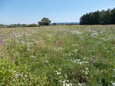 Blüten, so weit das Auge reicht.