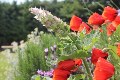 Mohn und Salbei im Wallrother Bauerngarten.