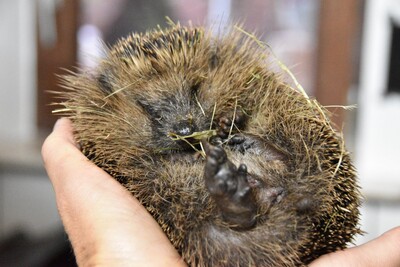 Zwei Tage hing der Igel kopfüber von einem Zaun. Sein Bein ist gebrochen - in der freien Wildbahn das Todesurteil. - <i>Fotos: Joana Gibbe</i>