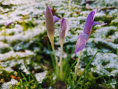 Der Frühling zieht ein, während der Schnee weiter sein Unwesen treibt. - <i>Foto: Marius Auth</i>