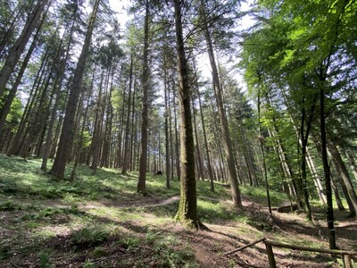 Dem Wald im Spessart geht es vergleichsweise gut