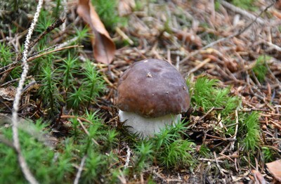 Ein kleiner Steinpilz.