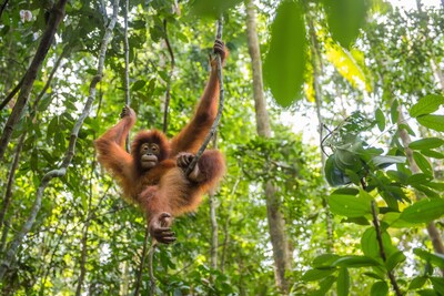 Ein Orang-Utan - <i>Foto: Daniel Rosengarten (ZGF)</i>