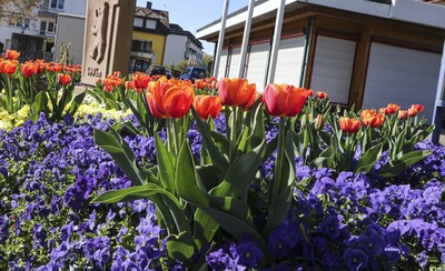 Die Tulpen blühen in Bad Orb - <i>Fotos Archivbilder KN und privat</i>
