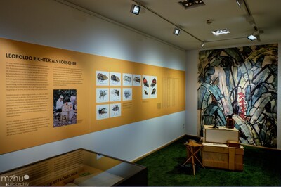 Blick in die Ausstellung Der Wald des Leopoldo Richters im Museum Großauheim. - <i>Foto: Medienzentrum Hanau</i>