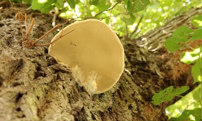 Der Echte Zunderschwamm hat dem Baum stark zugesetzt.