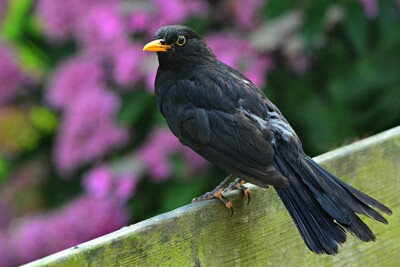 Macht sich derzeit rar: die Amsel. - <i>Foto: Pixabay</i>