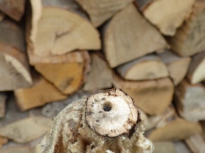 Nicht nur das Blühen ist wichtig: Eine Wildbiene hat es sich in einem Stängel einer Königskerze gemütlich gemacht.    - <i>Foto: Main-Kinzig-Kreis/Ralf Geyer</i>