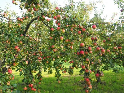 Im letzten Herbst sind insgesamt knapp eine Million Tonnen Äpfel in den heimischen Apfelplantagen geerntet worden.  - <i>Symboldbild: Pixabay</i>