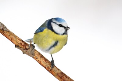 Die fünf am häufigsten gemeldeten Arten waren wie bisher immer Haussperling, Kohlmeise, Feldsperling, Blaumeise (unser Foto) und Amsel. - <i>Foto: NABU / Frank Derer</i>