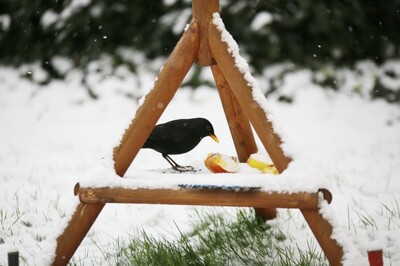 Amseln fliegen auf Äpfel. - <i>Foto: Gerhard Manns</i>