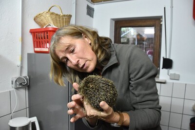 Die Medizinerin betreibt zu Hause eine kleine Auffangstation für verletzte Tiere.  - <i>Archivfoto: KN</i>