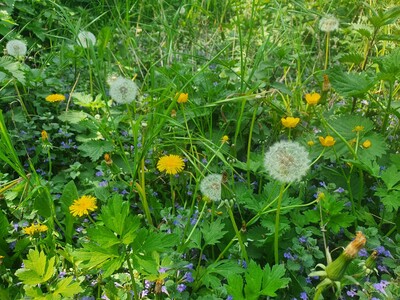 Das wundervolle Frühlingswetter bringt mit sich, dass die Natur geradezu explodiert.