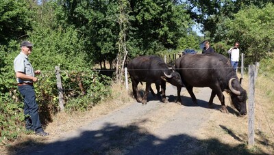 Michael Heilmann vom Hessen Forst (vorne li.), Züchter Veit Leinberger und Andreas Amberg, stellv. Fachbereichsleiter Tiefbau und Grünanlagen, beim Umtrieb der Wasserbüffel.