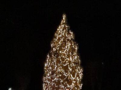Hessens größter Kinderweihnachtsbaum wird auch in diesem Jahr im Kurpark von Bad Soden im vollen Glanz erstrahlen.