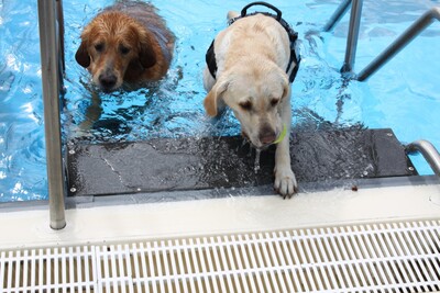 Hundebadetag im Lindenau-Bad. - <i>Foto: Hanau Bäder GmbH</i>