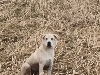 Dieser Hund wurde in Langenselbold gesichtet - <i>Foto: privat</i>